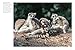 Monkeys: Apes, Gorillas and other Primates (Mini Encyclopedias)