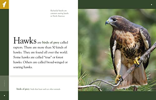 Amazing Animals: Hawks 1628320907 Book Cover