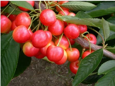 Green view® Sovereign Cherry Live Plant – Sweet Cherry Tree | Large Juicy Fruit, High Yield Variety for Home Garden, Terrace Pots & Backyard Orchard