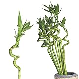 Interflowers GmbH