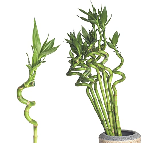Interflowers Lucky Bamboo Glücksbambus - GEDREHT Bambus in verschiedenen Groessen Zimmerbambus Gluecksbambus Zimme ...