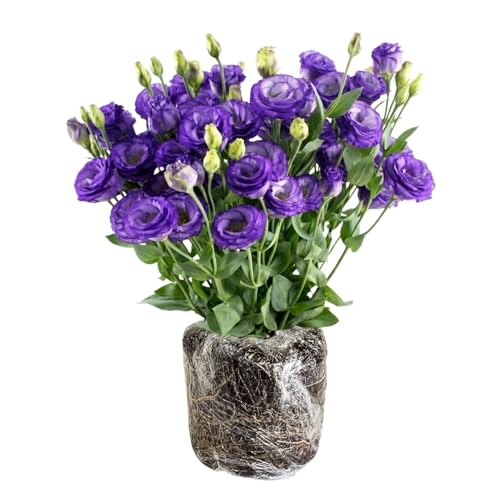 Purple Lisianthus Live Plant 3-5 Tall Eustoma Lisianthus Flowers Plant Purple Blooming Flower for Outdoor and Indoor Growing No Pot