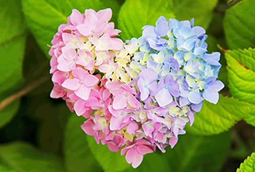 50Pcs Hydrangea Seeds- For Home Garden Planting #TOP7