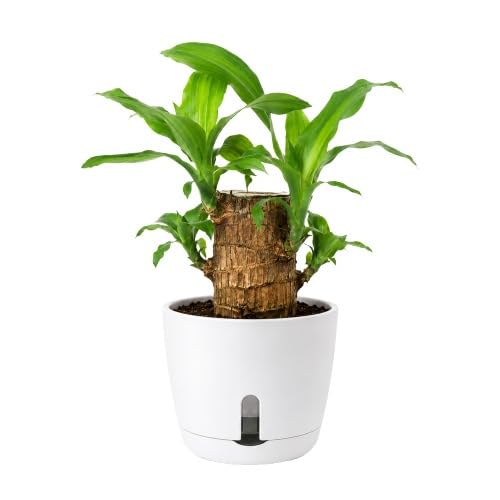 Brazilian Wood Live Indoor Plant with Self-Watering Pot | Air Purifying Decorative Houseplant | Low Maintenance Lucky Plant for Home & Office-image-44