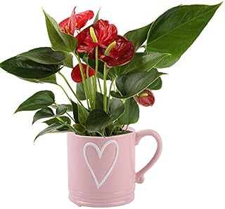 Costa Farms Live Anthurium Indoor Plant in Premium Ceramic Flower Pick, 12 Inches