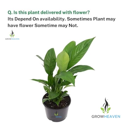 Image of Live Peace Lily Plant Flower Plants Peacelilly Plant Indoor Outdoor FlowerIng Plant With Black plastic Pot For Home & Garden Decore Pack Of 1 (LIVE PEACE LILY PLANT) (Peacelily Plants) (Live Plants)