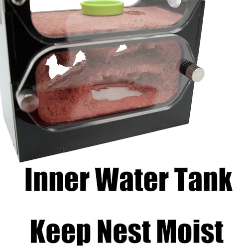 Rimsunta Ameisenfarm für lebende Ameisen - für kleine Ameisenklonie - Natürliches Lernspielzeug - Tolles Geschenk, Weiß