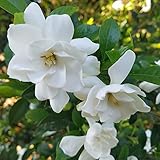 Gardenia | DECOALIVE | Planta Natural | Flor de Gardenia para...