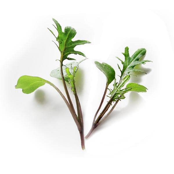 VibeX KALE MICROGREEN SEEDS-350 Seeds (B0BBG3ZQQZ) Amazon Price History, Amazon Price Tracker