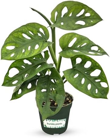 Bumble Plants Monstera Adansonii Real Indoor Plants Live Housepla...