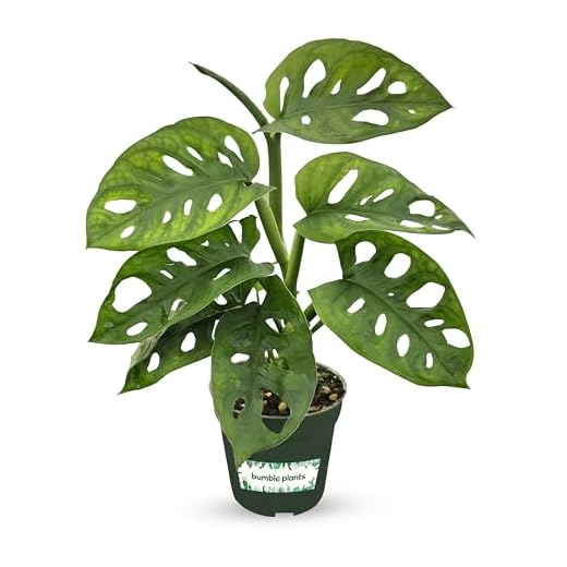 Bumble Plants Monstera Adansonii Real Indoor Plants Live Houseplants [Winter Thermal Packaging Included] | Air Purifier Indoor Plants | Real Plants Decor for Living Room, Office, Desk & Bathroom