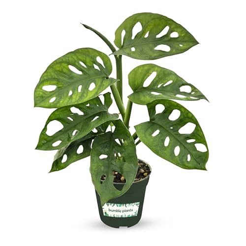 Bumble Plants Monstera Adansonii