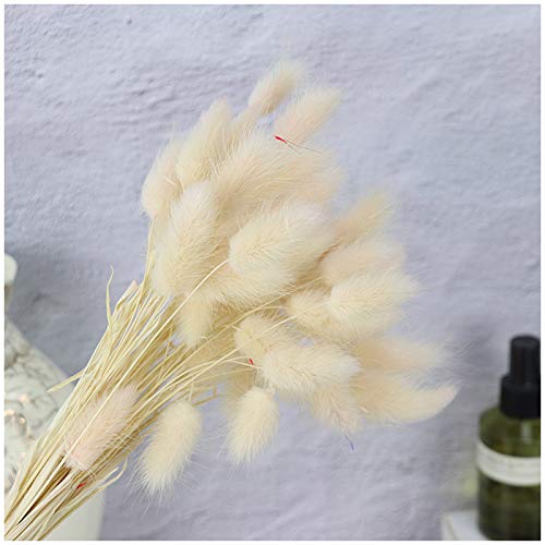 image for XIAOHONG 50PCS Home Decoration Lagurus Ovatus Rabbit Tail Grass Bouque