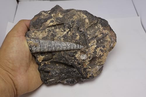 Image of Natural Orthoceras Fossil from Devonian Period Fossil from Morocco A307