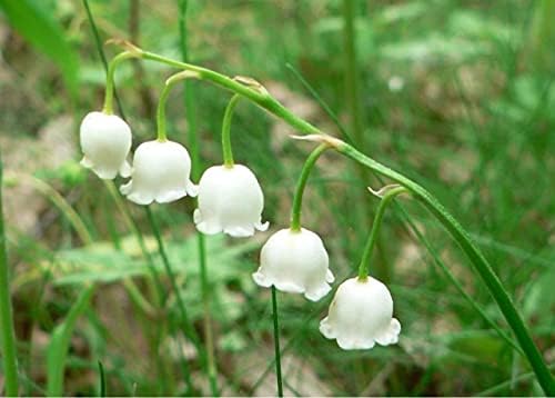 Lily of the Valley 15 Seeds-Convallaria-Shade Perennial