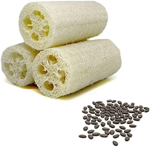 20 Luffa Gourd Seeds, Luffa Sponge Seeds, Loofah, Vegetable Sponge Seeds - 20 Seeds (Luffa cylindrica/aegyptiaca/Cucurbita luffa) - Pack of 20 Rare and Viable Seeds - QO Seeds