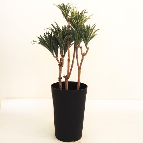 hs`mrd hZi RpN^ 7 1yiőIׂϗtAErOItBXTCYzwFDracaena deremensis 'Compacta'/LWJNVȃhZi ϊΒ/nFMуAtJt͐[ΐFŔj`B