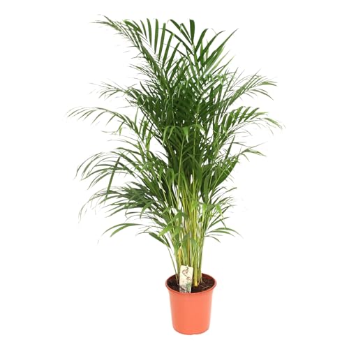 Trendyplants - Areca palm - Golden palm - Plante d'intérieur - Hauteur 150-170 cm - Taille du pot Ø24cm