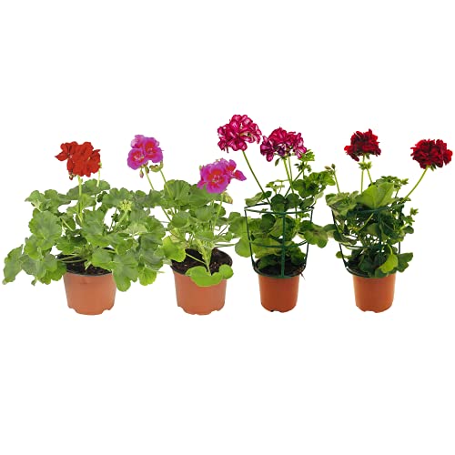 Set de Cuatro Plantas para Terraza: 2 Geranios y 2 Gitanillas Plantas Naturales con Flor
