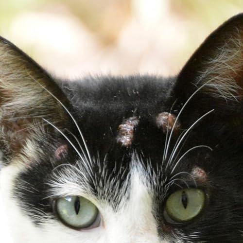 Papo Sobre Pets - Esporotricose: já ouviu falar?