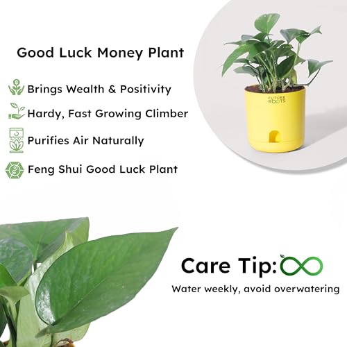 Image of Future Roots Good Luck Golden Money Plant with Self Watering Pot - Air Purifying Indoor Live Feng Shui Plant for Home, Living Room, Kitchen, Office Desk, Bedroom Decor (Yellow)