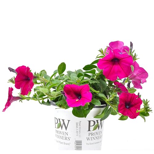 Supertunia Royal Magenta Petunia Hybrid Live Plant Flowering Plant Flowers in Brilliant Color with Mounding and Trailing Habit Cnt Sz: 4.5