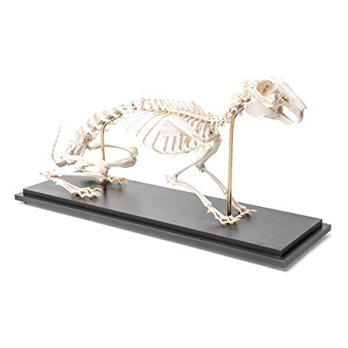 Image of 3B Scientific GmbH T300081 Rabbit Skeleton, Articulated