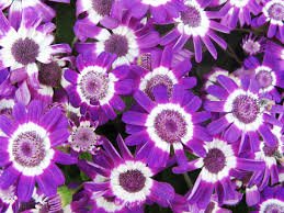 E Garden Cineraria Mix Italian Breed 30 Seeds (B00N9A74ZC) Amazon Price History, Amazon Price Tracker