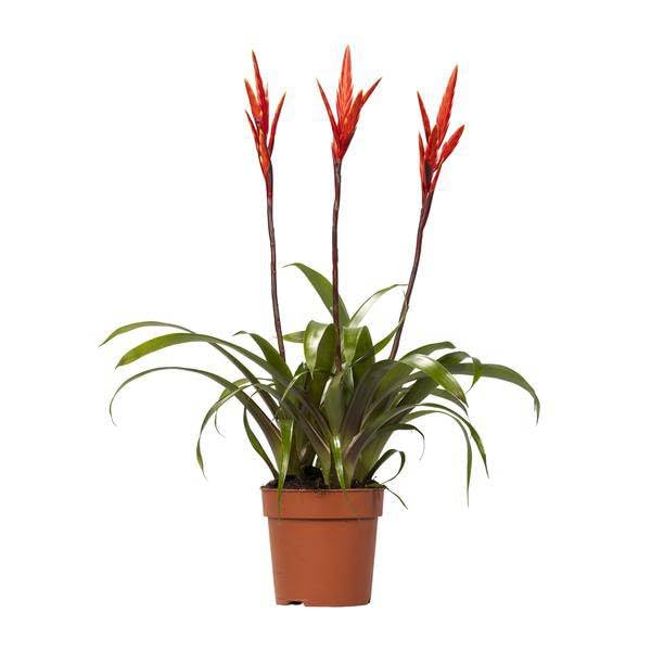 Bromelie Vriesea Elan Toef Zimmerpflanze Ø12 cm 55 cm