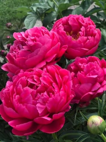 Raíces de Peonía, Arbustos Perennes Premium para Jardín-1 BULBO (Rosa medio)