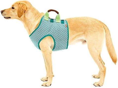 dog swimsuits amazon