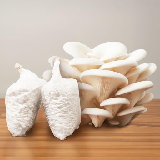 Seasonal Oyster Mushroom Growing Kit | 400gm Grain Spawn + 2 PP Bags | High Yield First Generation POB | Edible White Oyster Mushroom Seed/Spawn for Home Gardening