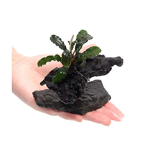 ブセファランドラの水上化方法 成功させるための4つのポイント アクアリウム北海道