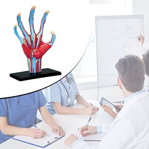 Squelette main humaine 4D complet pour visualiser vaisseaux et nerfs