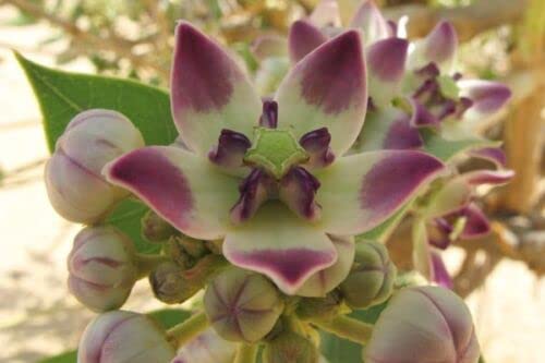 4 graines de ROUSTONNIER (Calotropis Procera) H148 SODOM APPLE SEEDS SAMEN SEMI Cover