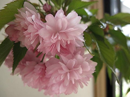 Amazon.co.jp: 菊枝垂れさくら : DIY・工具・ガーデン