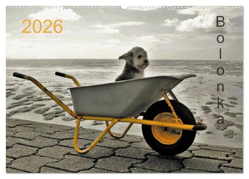 Bolonka 2026 (Wandkalender 2026 DIN A2 quer), CALVENDO Monatskalender: Ein Wandkalender nicht nur...