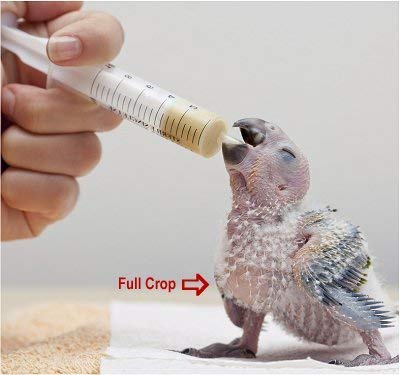 SN AQUATIC Hand Feeding Syringe with Curve Tip Suitable for Birds/Puppy/Kitten/Dog//Hamster (12ML) 2