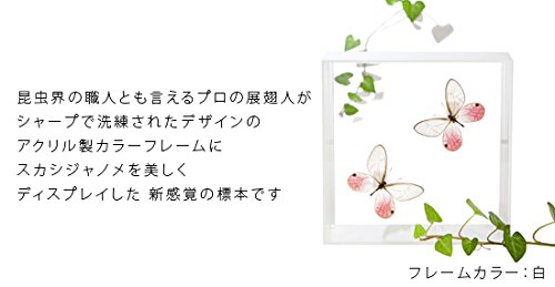 Amazon.co.jp: 蝶の標本 スカシジャノメ Cithaerias 2頭 タテハチョウ