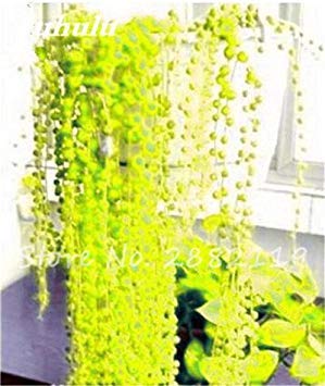 Fash Lady Mixed: Rounded Succulent Plants 120 pcs Pearl Chlorophytum Seeds Beads Hanging Bonsai Absorb Formaldehyde Home Garden Succulents