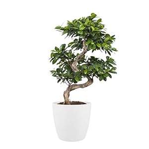 Bonsai – Chinese vijg incl. sierpot wit als set – Hoogte: 70 cm