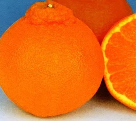 Amazon.co.jp: デコポンの苗木 不知火 1年生苗 13.5cmポット苗 : DIY