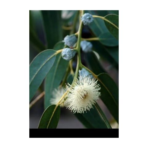 Tree Seeds Online - Eucalyptus Coccifera.Tasmanium snow gum MRYTLE FAMILY 25 Seeds - 1 Packs Cover