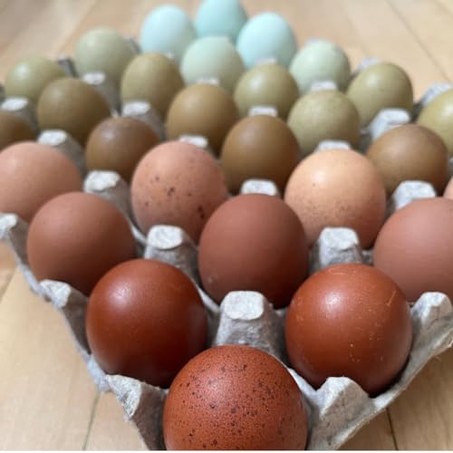 Fertile Hatching Eggs (10+) Better Than Barnyard Mix Olive Blue & Dark Brown Egg Genetics