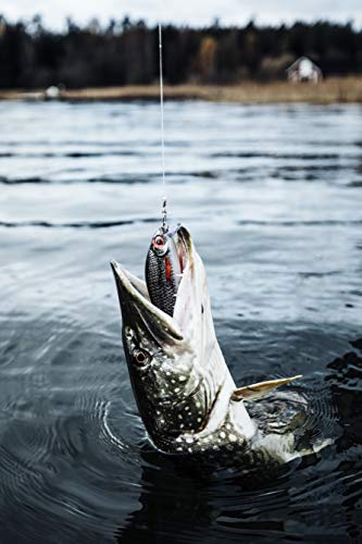 Rapala Super Shadow Rap Lure with Two No. 3/0 Hooks, 1-1.4 m Swimming Depth, 16 cm Size, Live Roach - Image 2