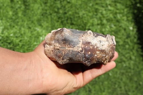 Image of Ammonite Mammites Nodosoides Ammonite Fossil Rare Ammonite Fossil Natural Fossil from Morocco A21