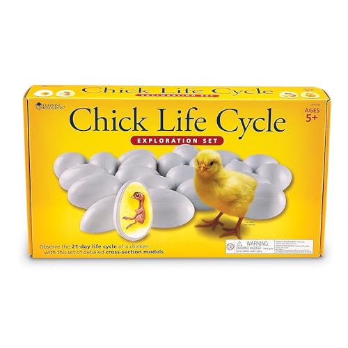 Ciclo Vital del Pollito Learning Resources juego educativo de ciencia 5