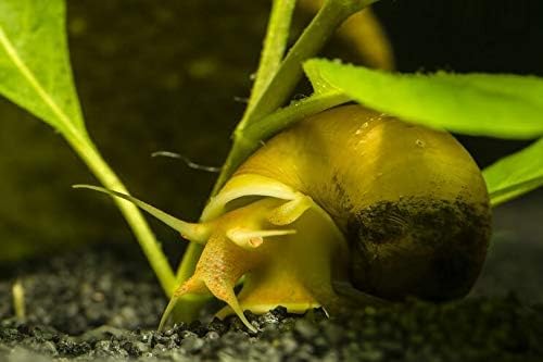 Family of 5 Gold Mystery Snails Live Freshwater Mystery Snails Algae Eaters