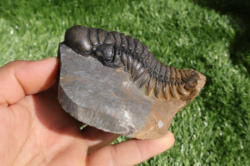 Image of Trilobite Crotalocephalina Trilobite Fossil Trilobites Rock Trilobite Fossils from Morocco Trilobite Fossil Trilobite A237