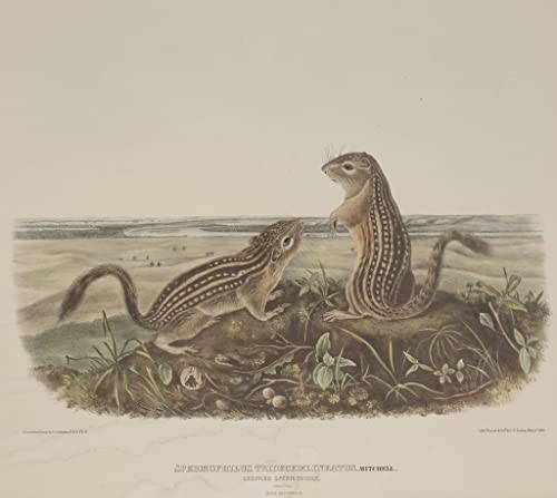 Tableau Spermophilus Tridecemlineatus résout vos murs vides avec l'art vintage de John Audubon